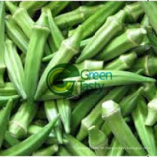 Fresh Okra High Quality with Competitive Prices